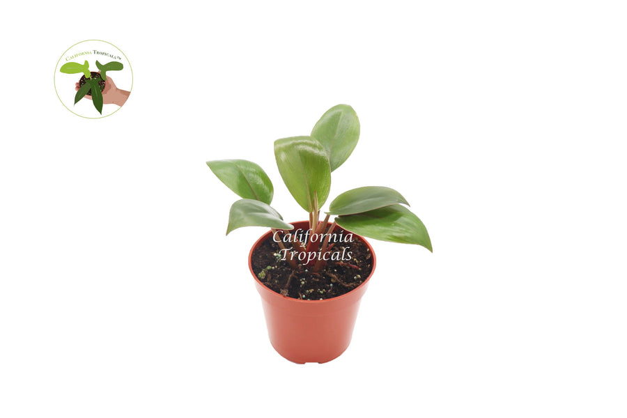 Philodendron Red Back live plant in a 4" grower's pot
