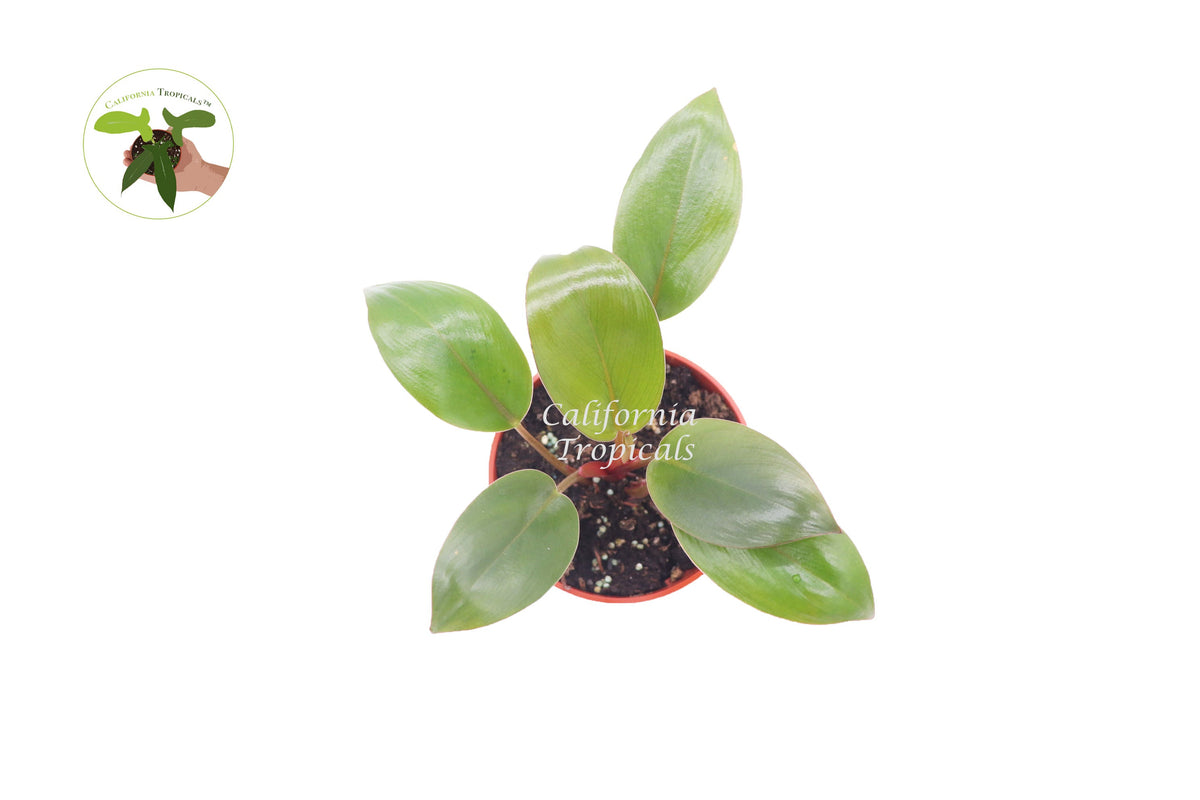 Philodendron Red Back live plant foliage detail