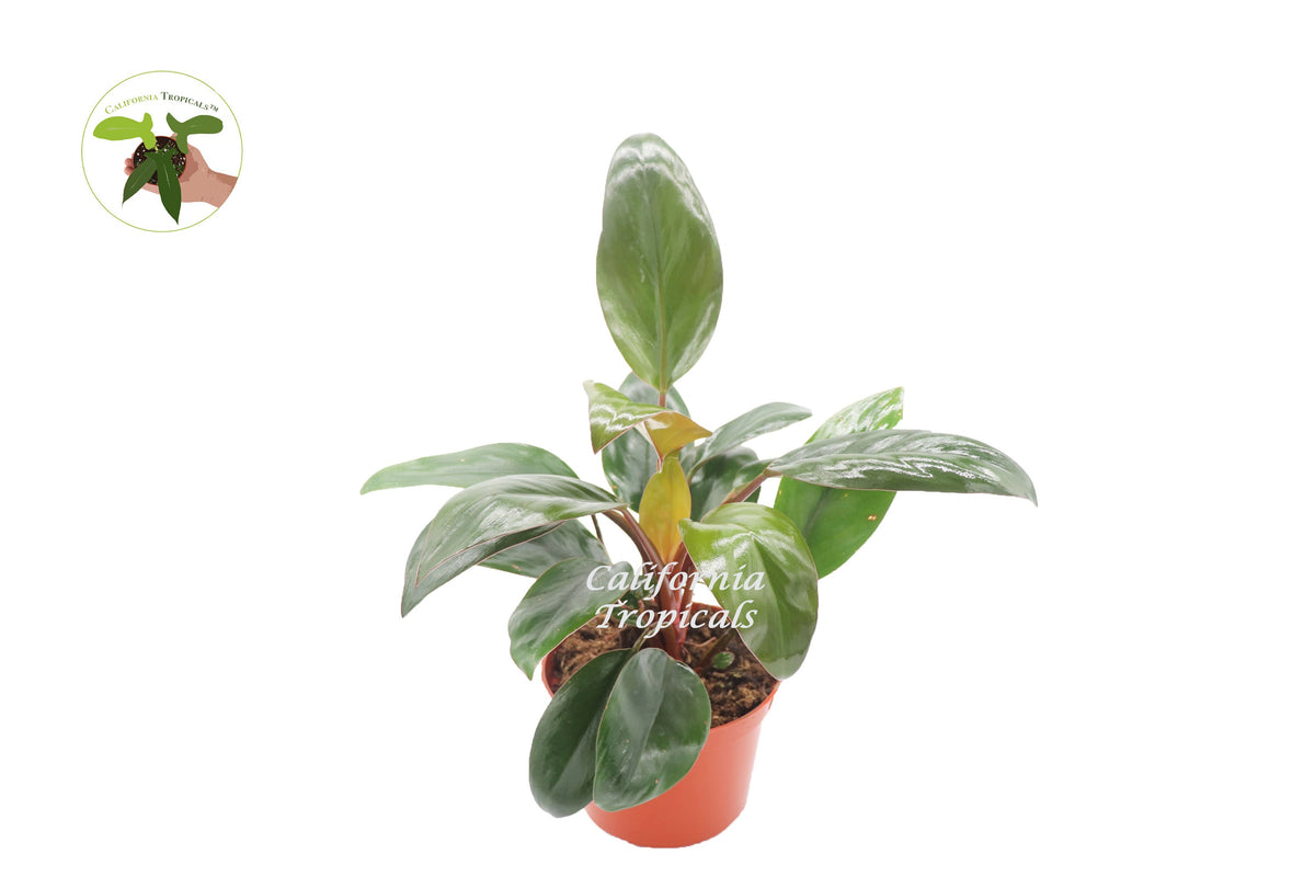 Philodendron Red Back live plant in a 6" grower's pot