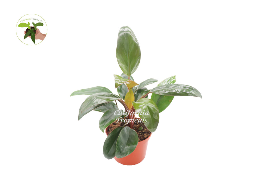 Philodendron Red Back live plant in a 6" grower's pot