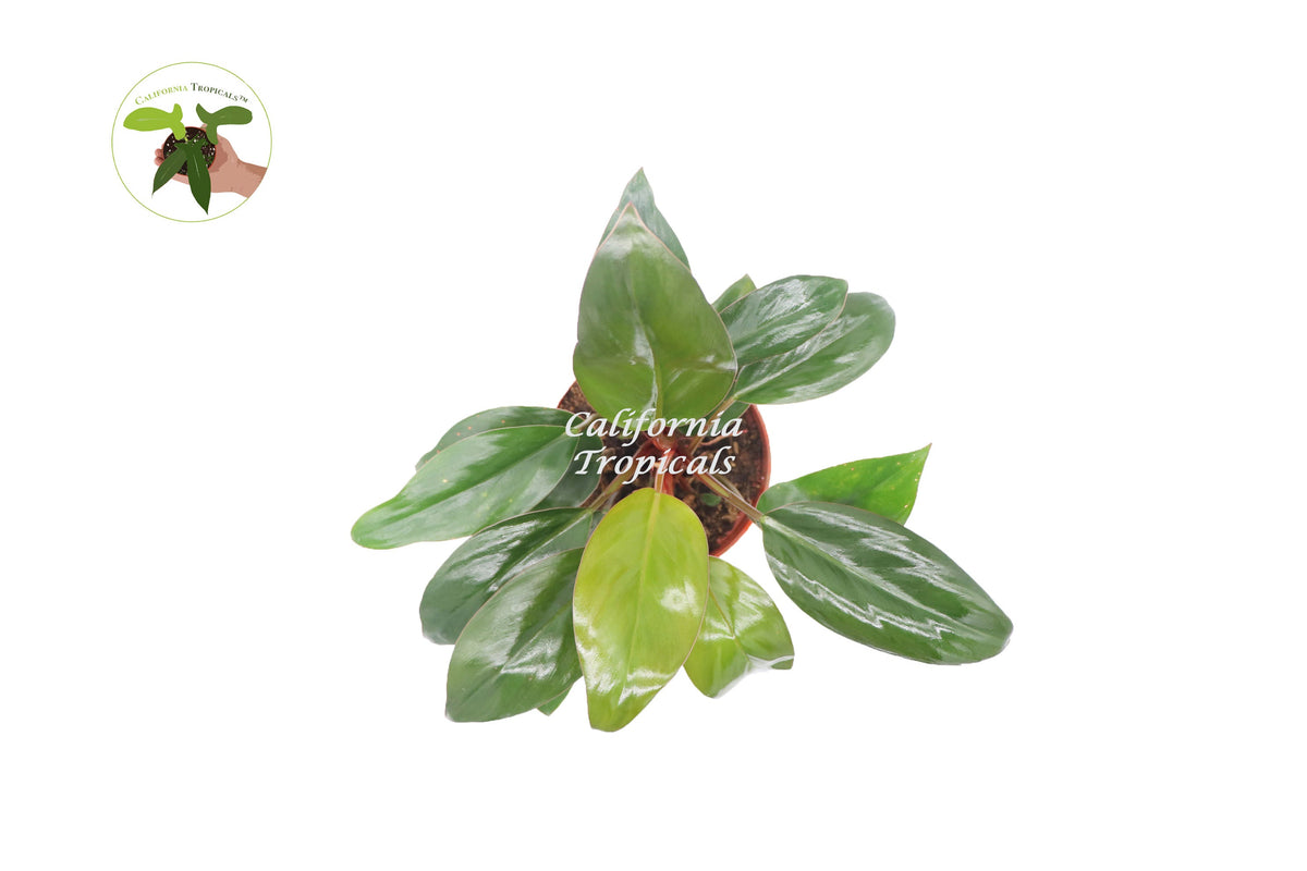 Philodendron Red Back live plant foliage detail