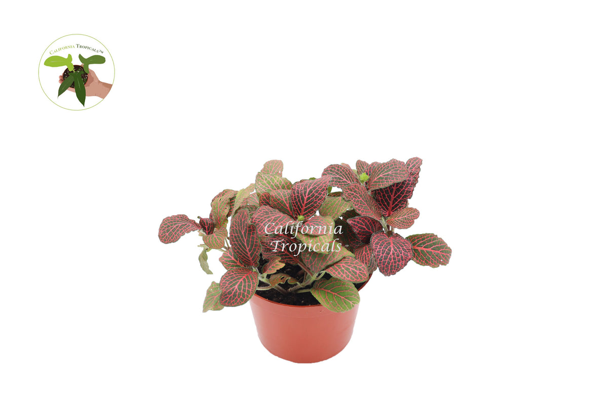 Red Fittonia Nerve Plant in a 6" grower's pot
