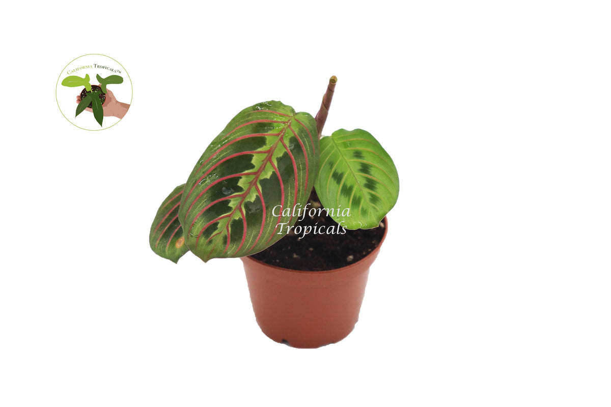 Red Maranta Prayer live plant in a 3" grower's pot