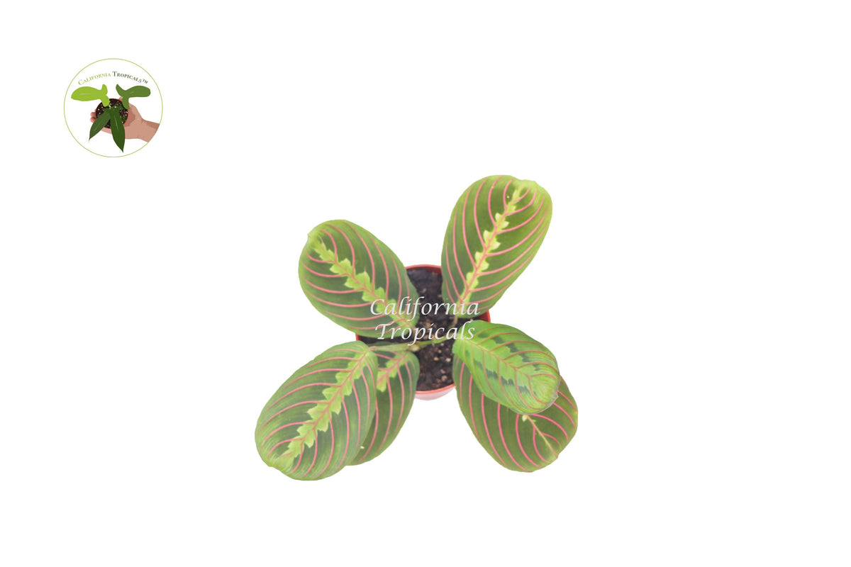 Red Maranta Prayer live plant foliage detail
