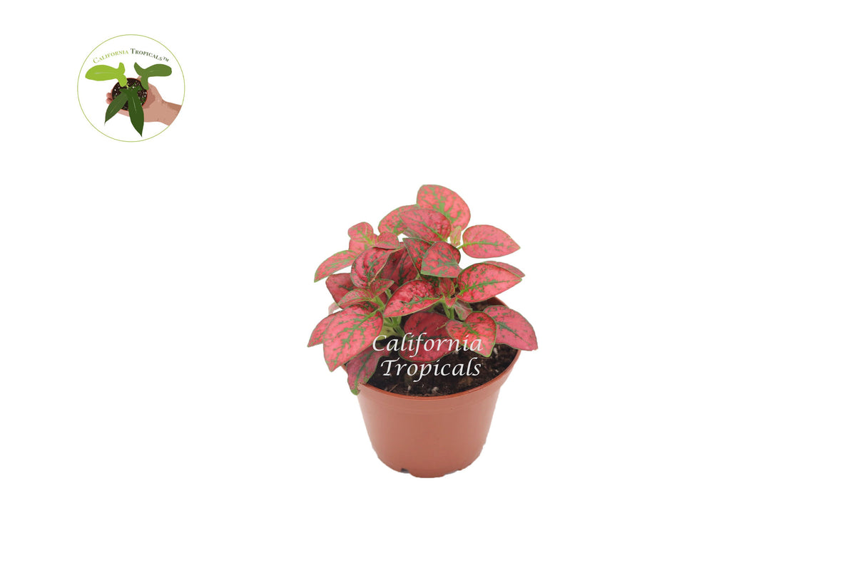 Polka Dot Plant (Hypoestes), Red