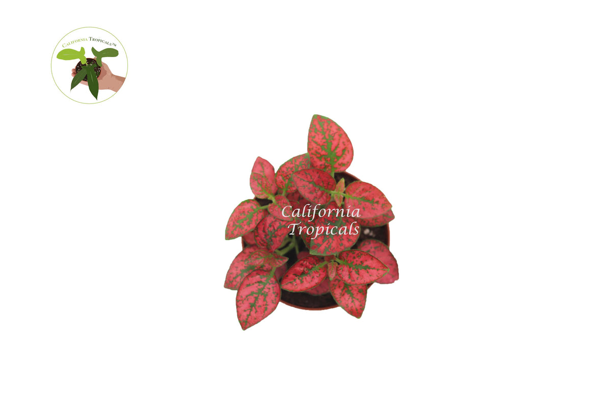 Polka Dot Plant (Hypoestes) foliage detail