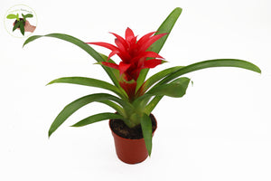 Bromeliad -4'' From California Tropicals