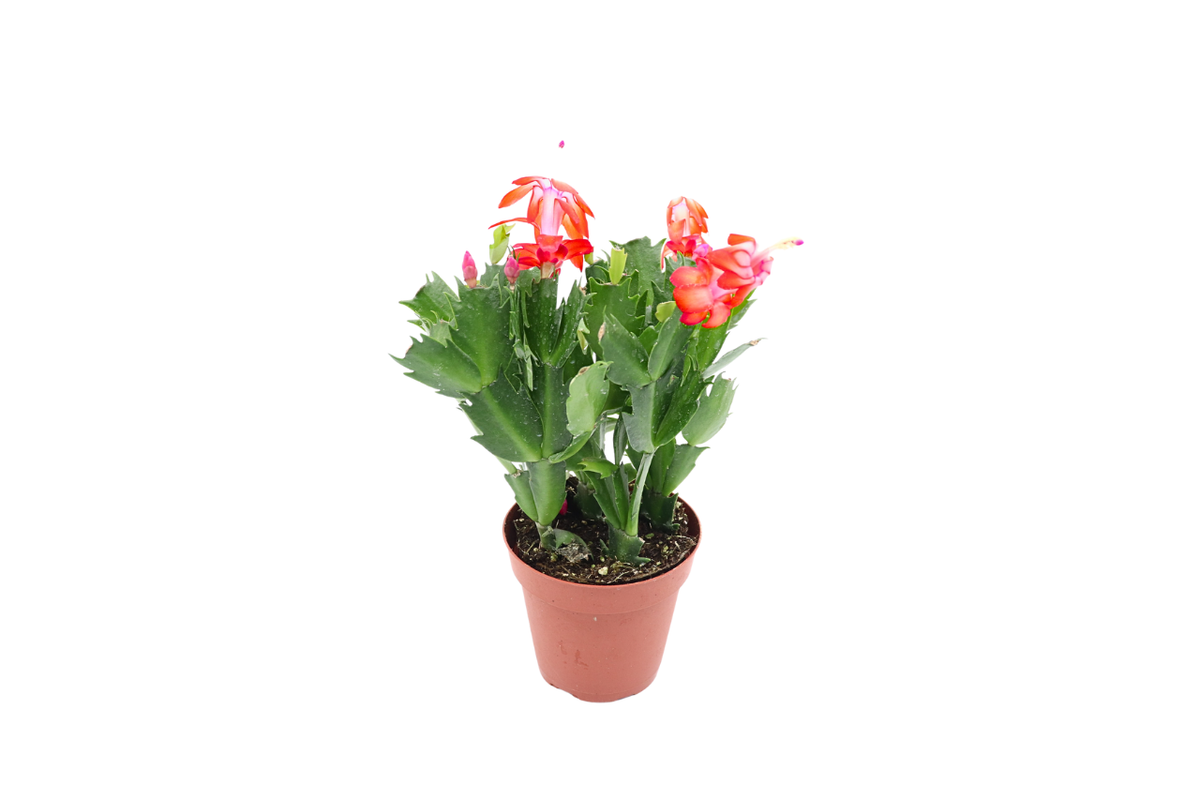 Holiday Cactus (Schlumbergera), Red