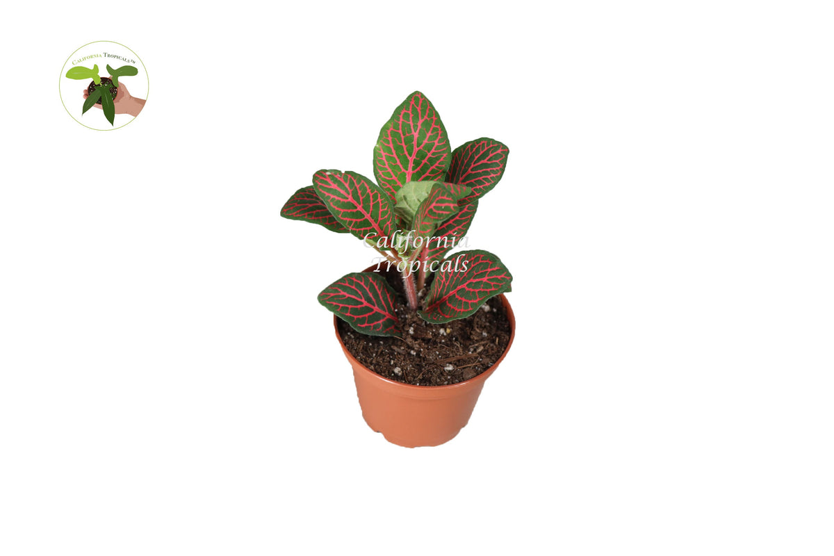 Red Fittonia Nerve Plant in a 2" grower's pot
