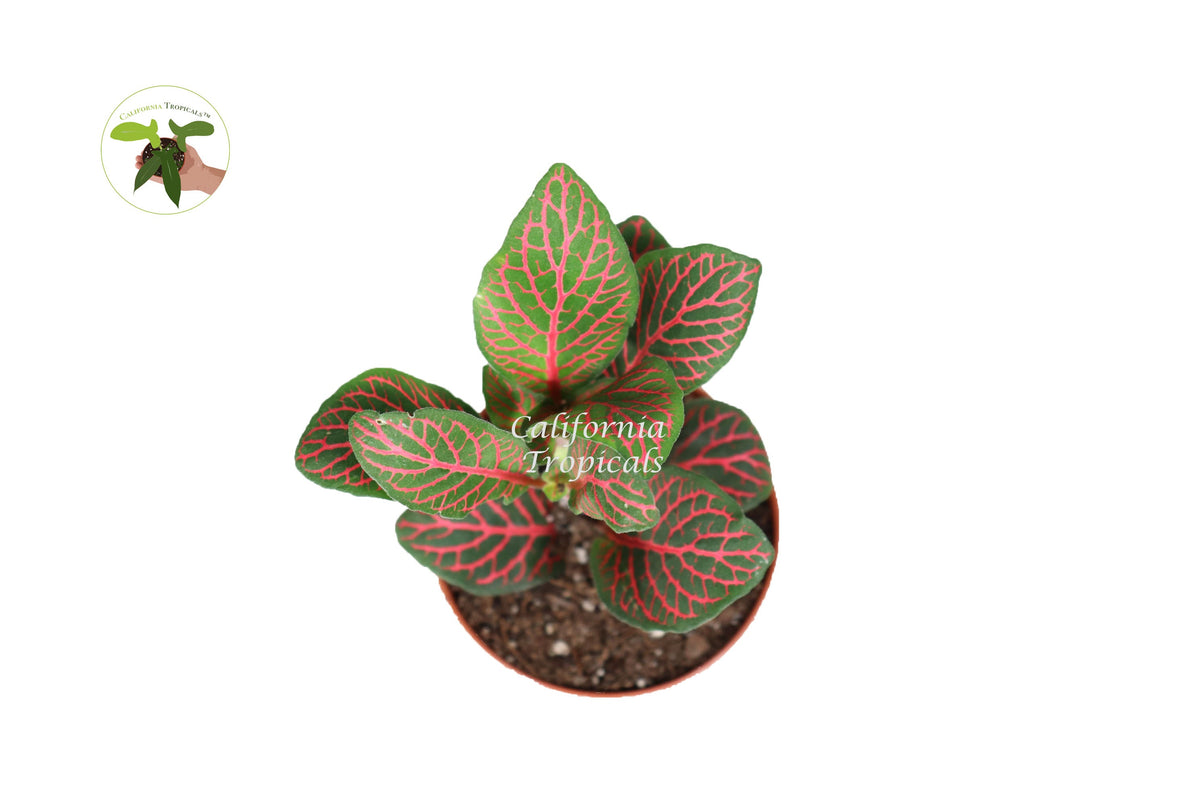 Fittonia Nerve Plant foliage detail