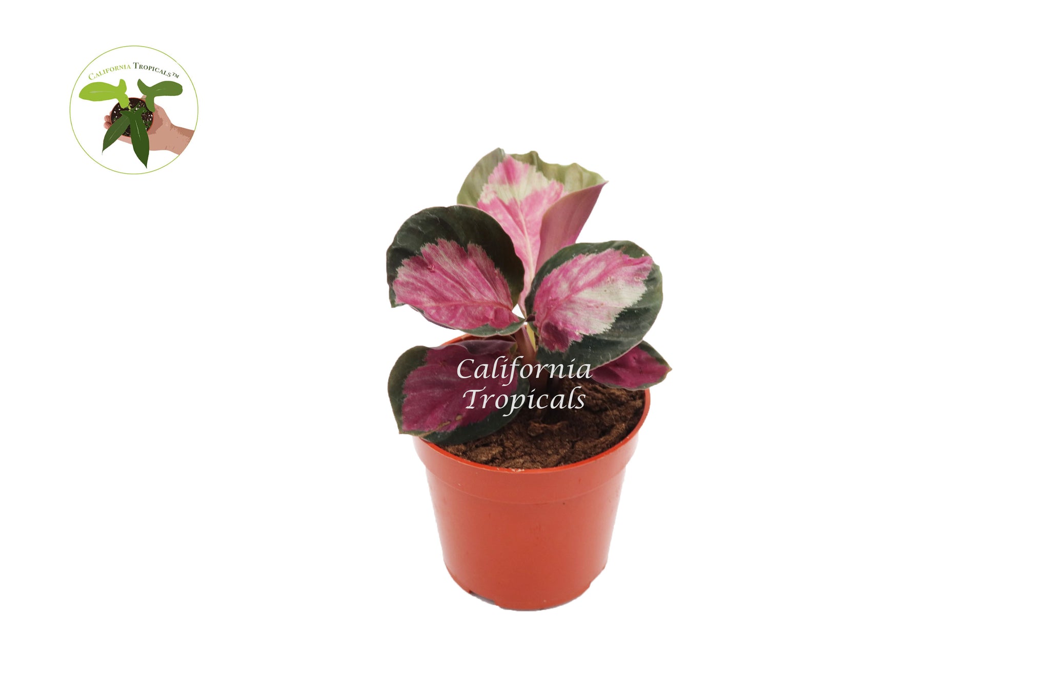 Calathea Roseopicta - 4" from California Tropicals