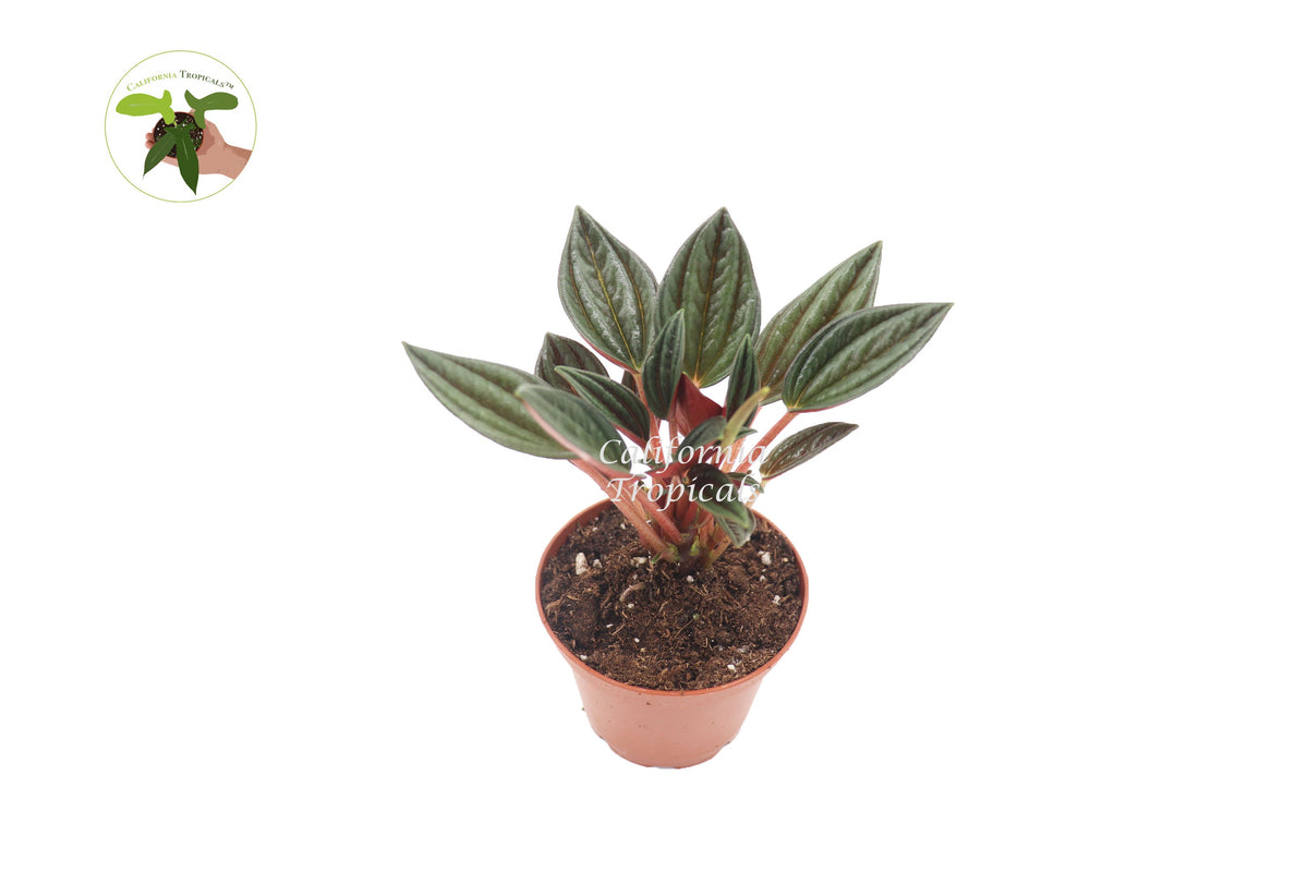 Peperomia Rosso live plant in a 2" grower's pot