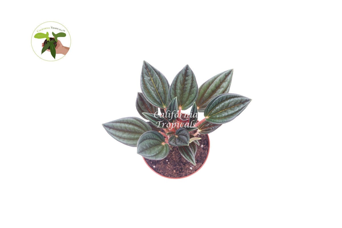 Peperomia Rosso live plant foliage detail