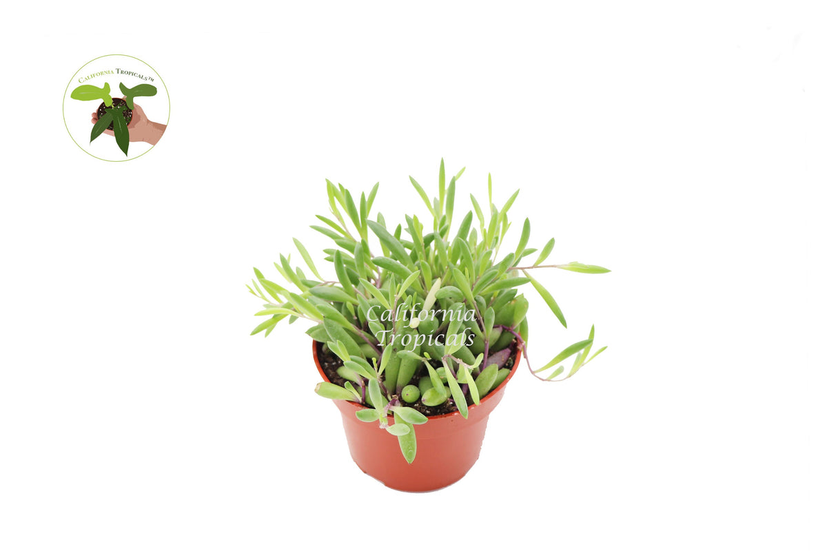 Ruby Necklace (Othonna Capensis) live plant in a 4" grower's pot