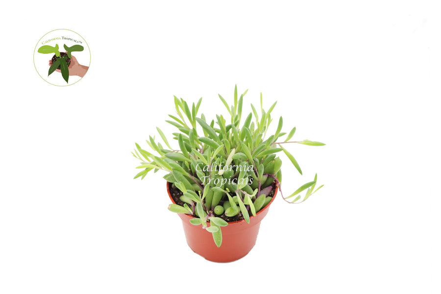 Ruby Necklace (Othonna Capensis) live plant in a 4" grower's pot