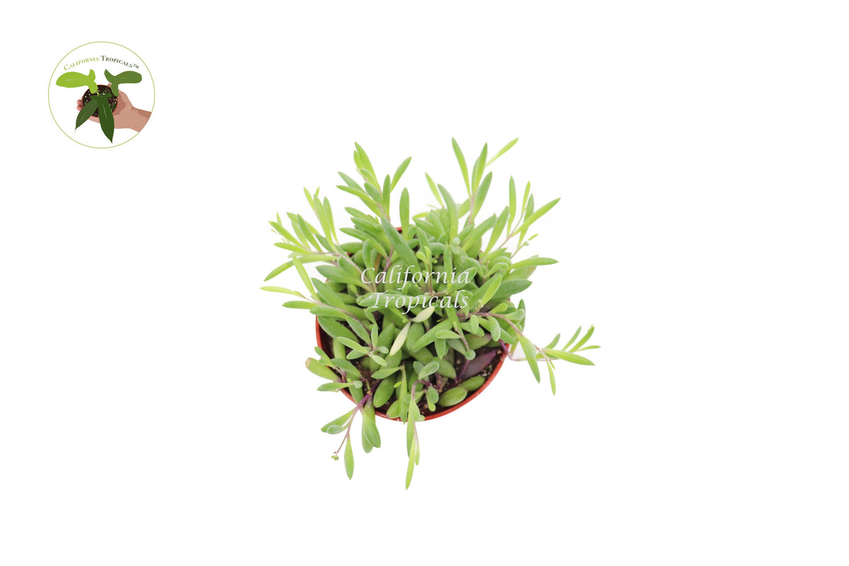 Ruby Necklace (Othonna Capensis) live plant foliage detail