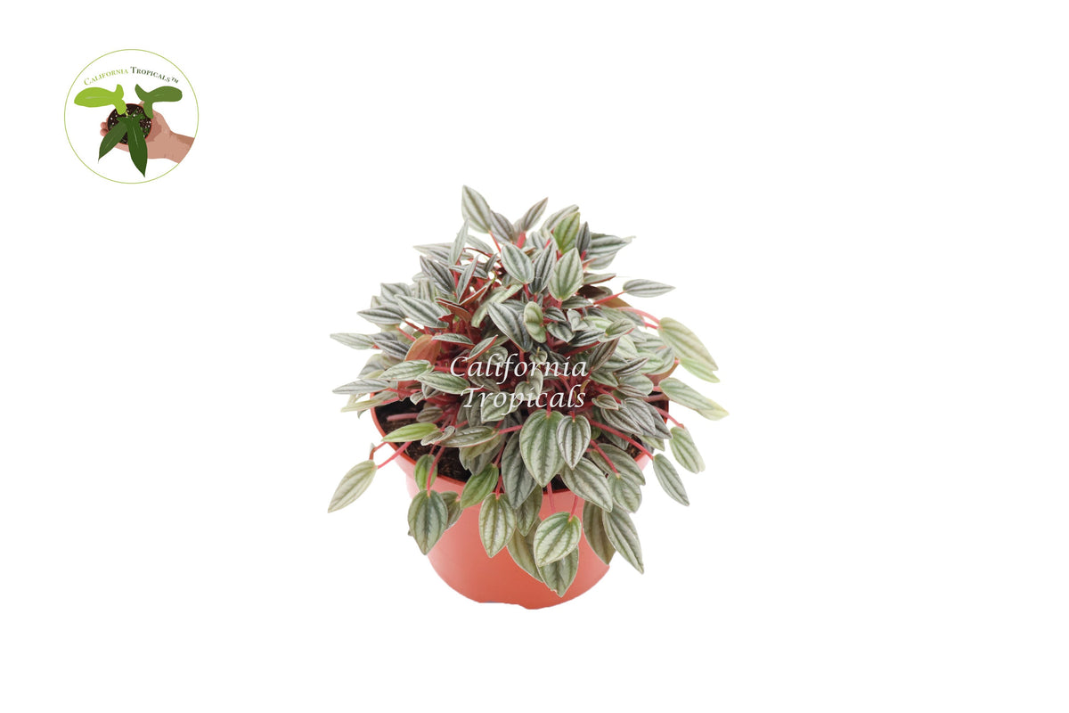 Peperomia Rosso live plant in a 6" grower's pot