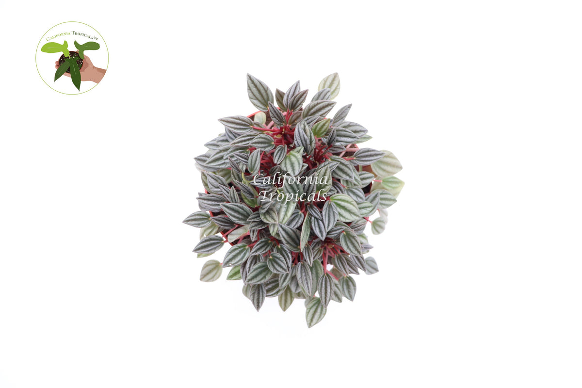 Peperomia Rosso live plant foliage detail
