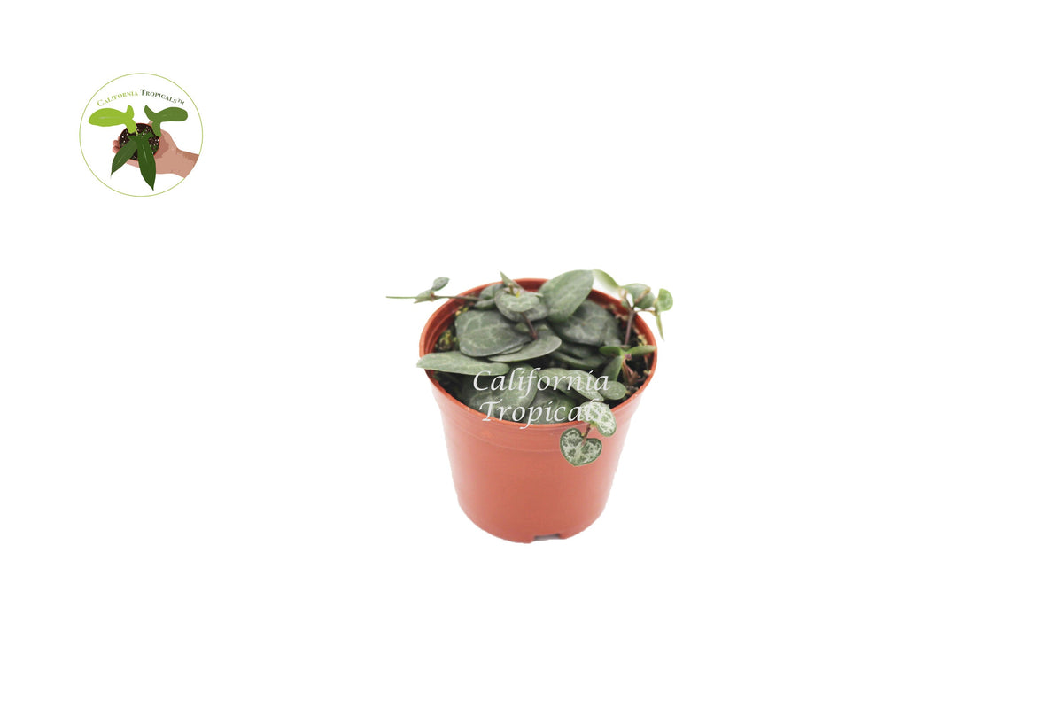 String of Hearts (Ceropegia Woodii) live plant in a 2" grower's pot