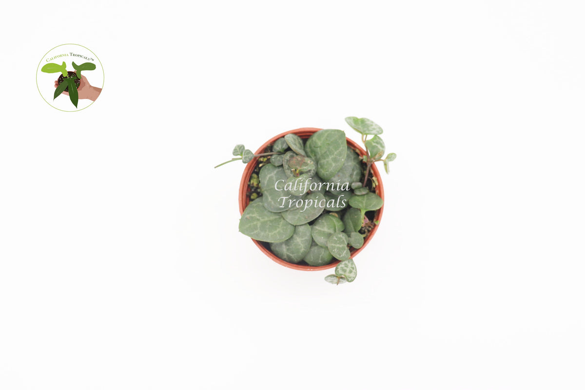 String of Hearts (Ceropegia Woodii) live plant foliage detail