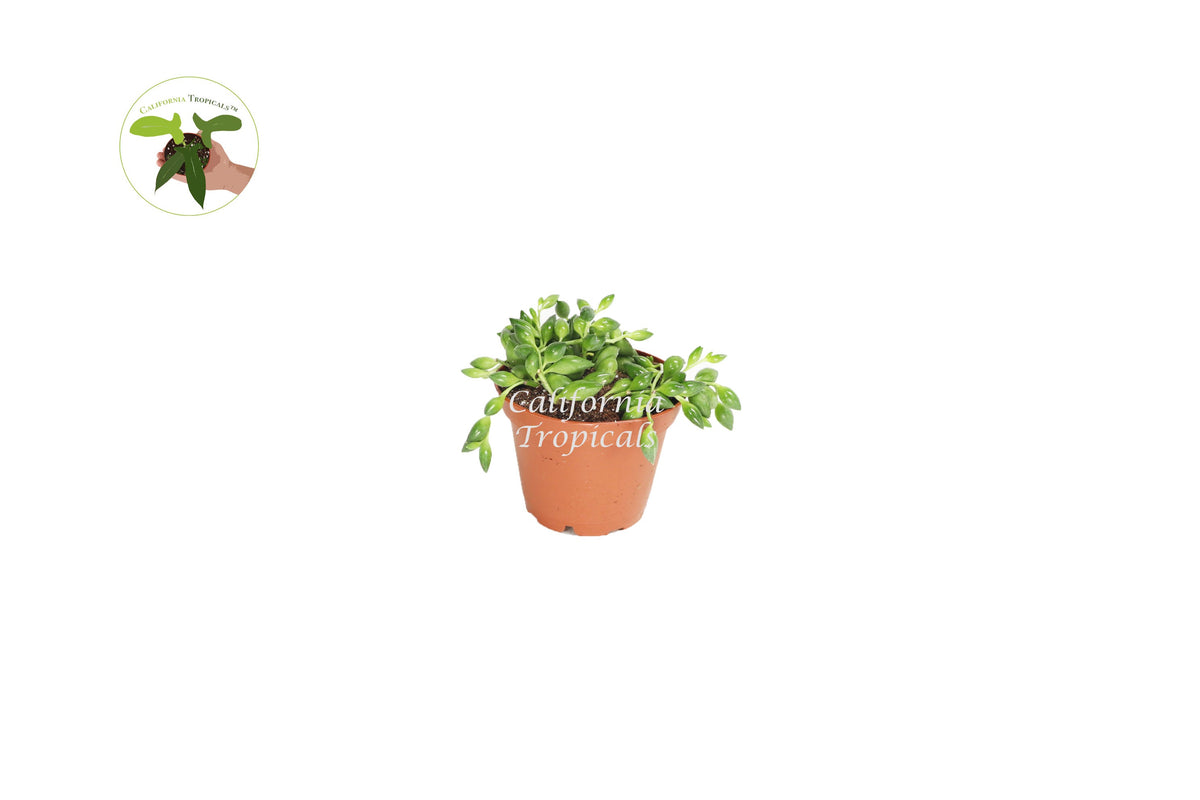 String of Pearls (Senecio Rowleyanus) live plant in a 2" grower's pot