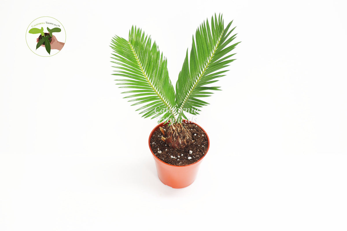 Sago Palm (Cycas Revoluta) in a 4" grower's pot