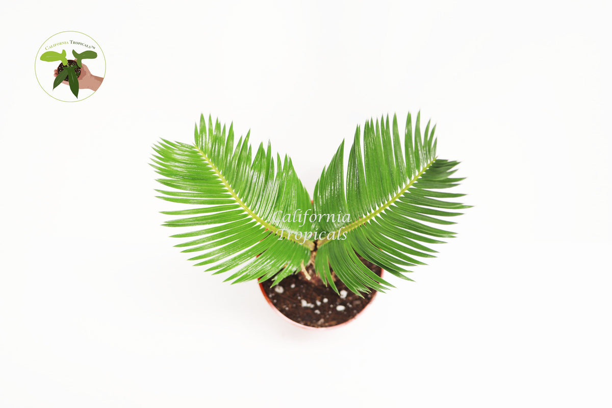 Sago Palm (Cycas Revoluta) foliage detail