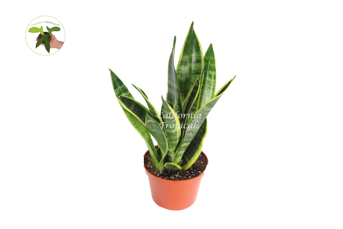 Sansevieria Superba live plant in a 6" grower's pot