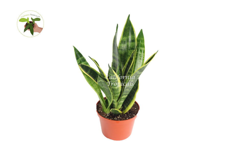 Sansevieria Superba live plant in a 6" grower's pot