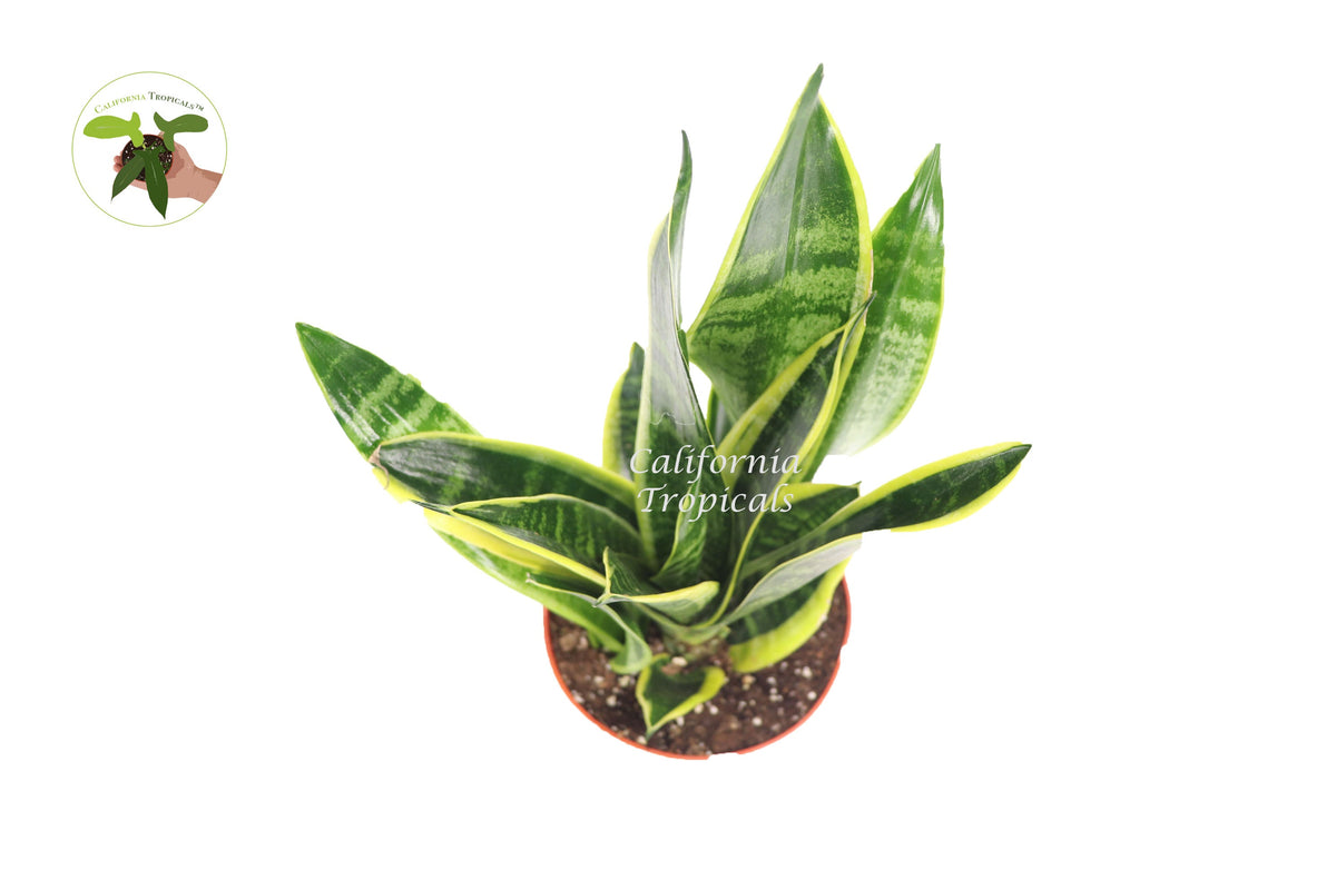 Sansevieria Superba live plant foliage detail