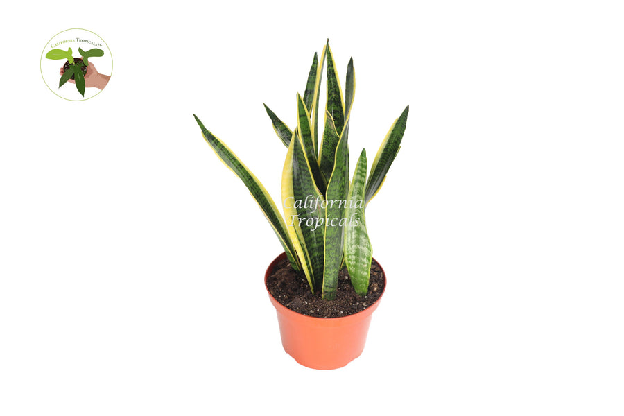 Sansevieria Laurentii live plant in a 8" grower's pot