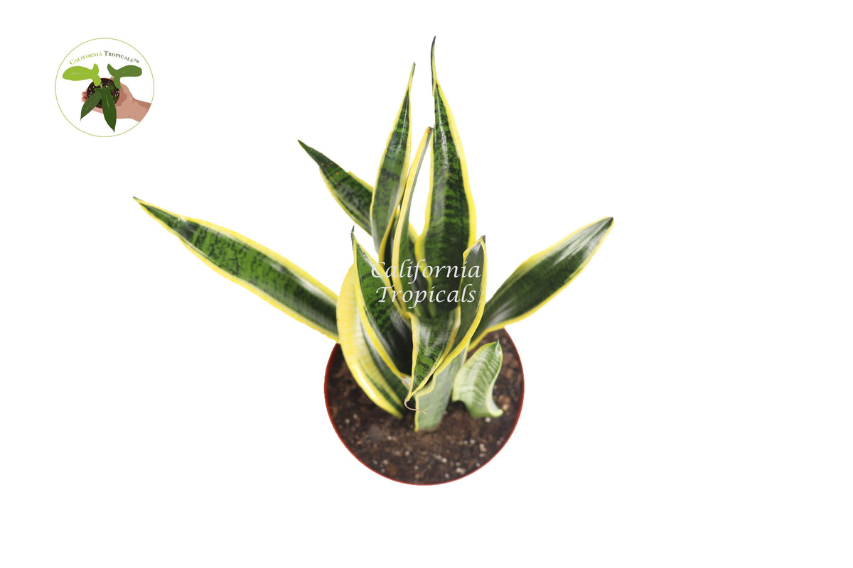 Sansevieria Laurentii live plant foliage detail