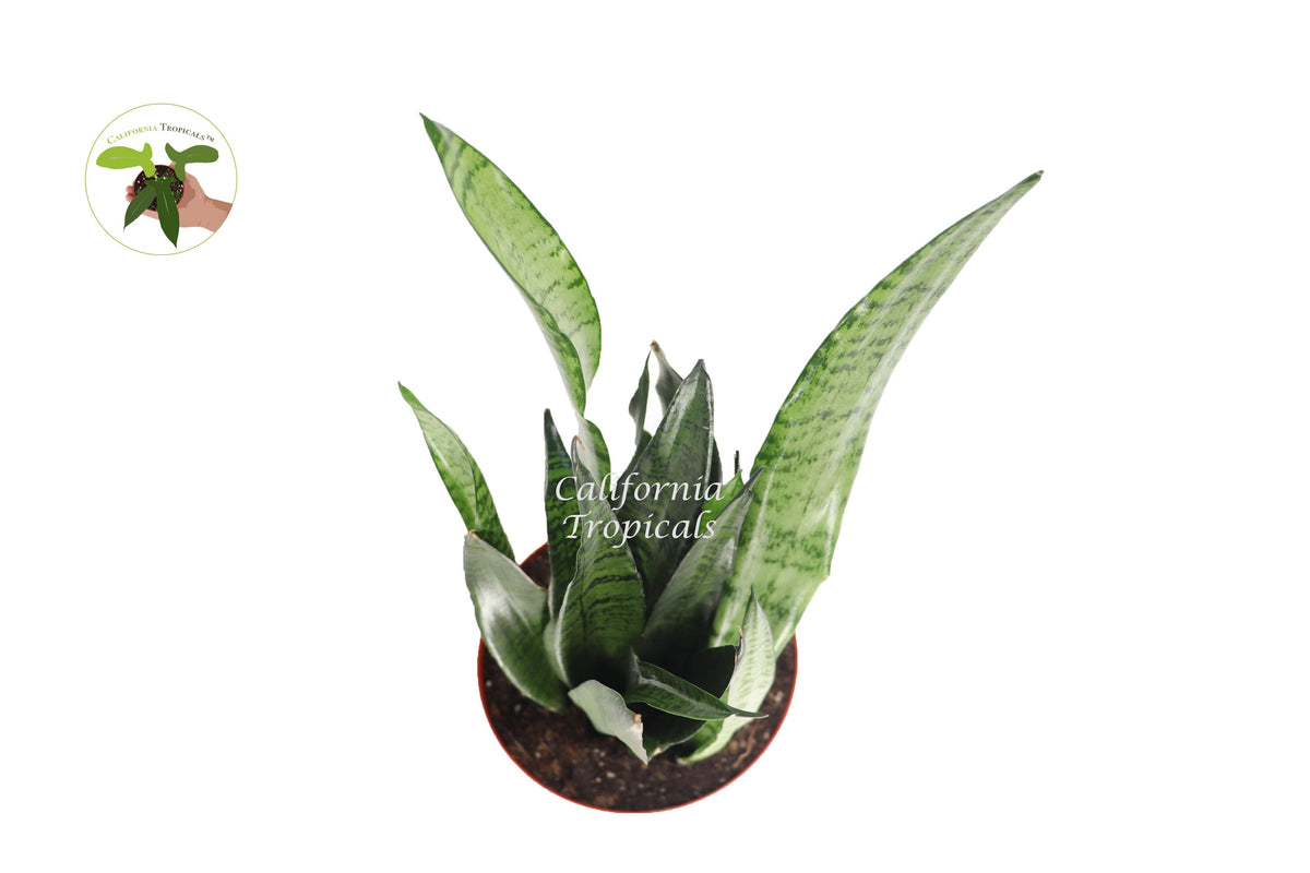 Sansevieria Zeylanica live plant foliage detail