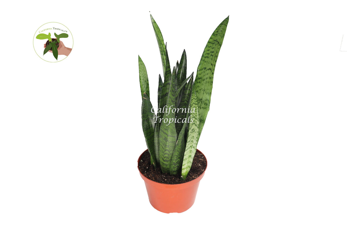 Sansevieria Zeylanica live plant in a 8" grower's pot