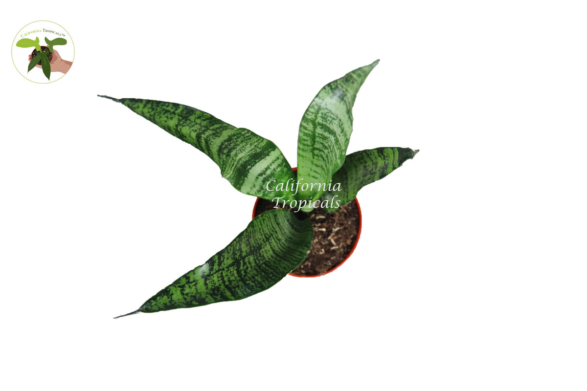 Sansevieria Zeylanica live plant foliage detail