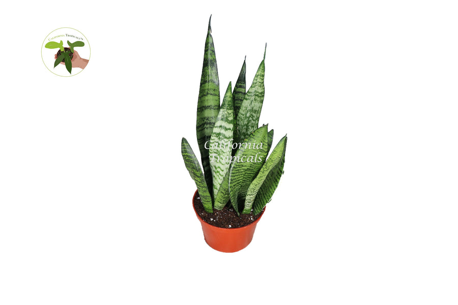 Sansevieria Zeylanica live plant in a 6" grower's pot