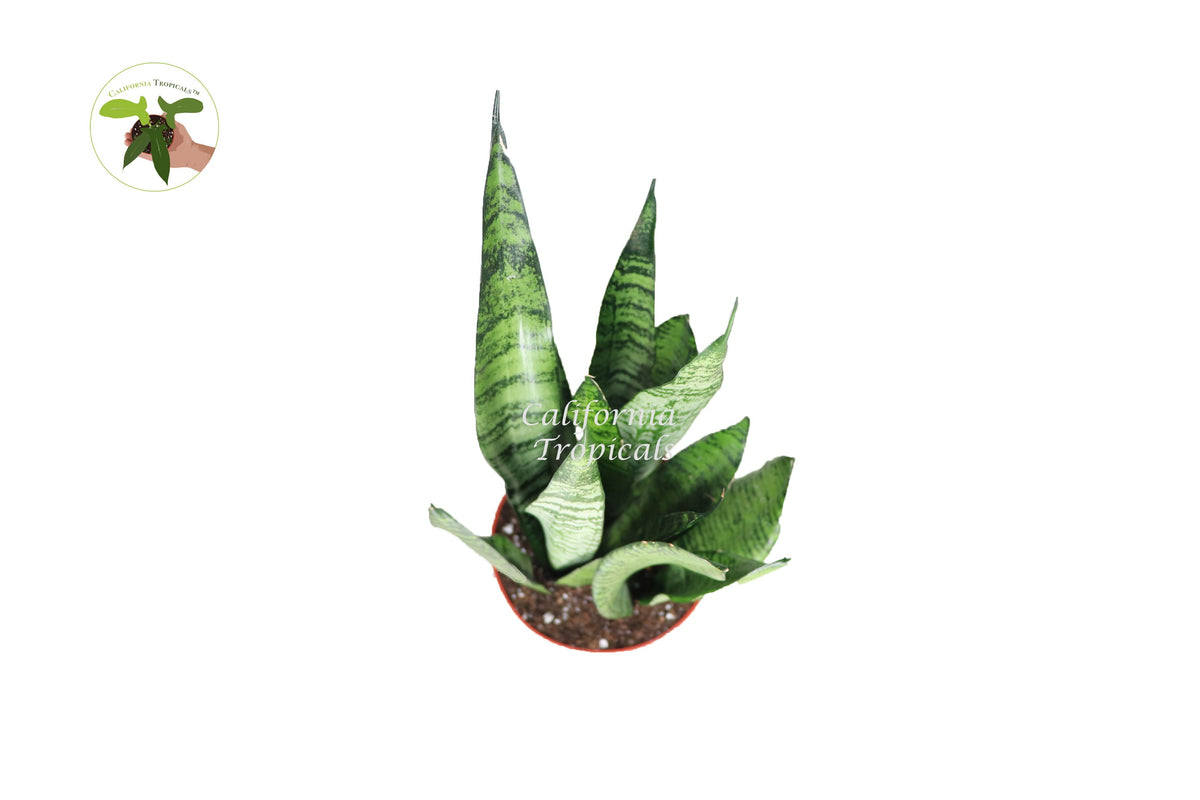 Sansevieria Zeylanica live plant foliage detail