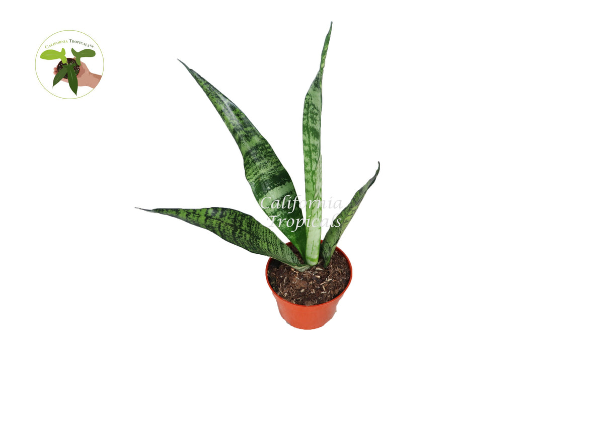 Sansevieria Zeylanica live plant in a 4" grower's pot