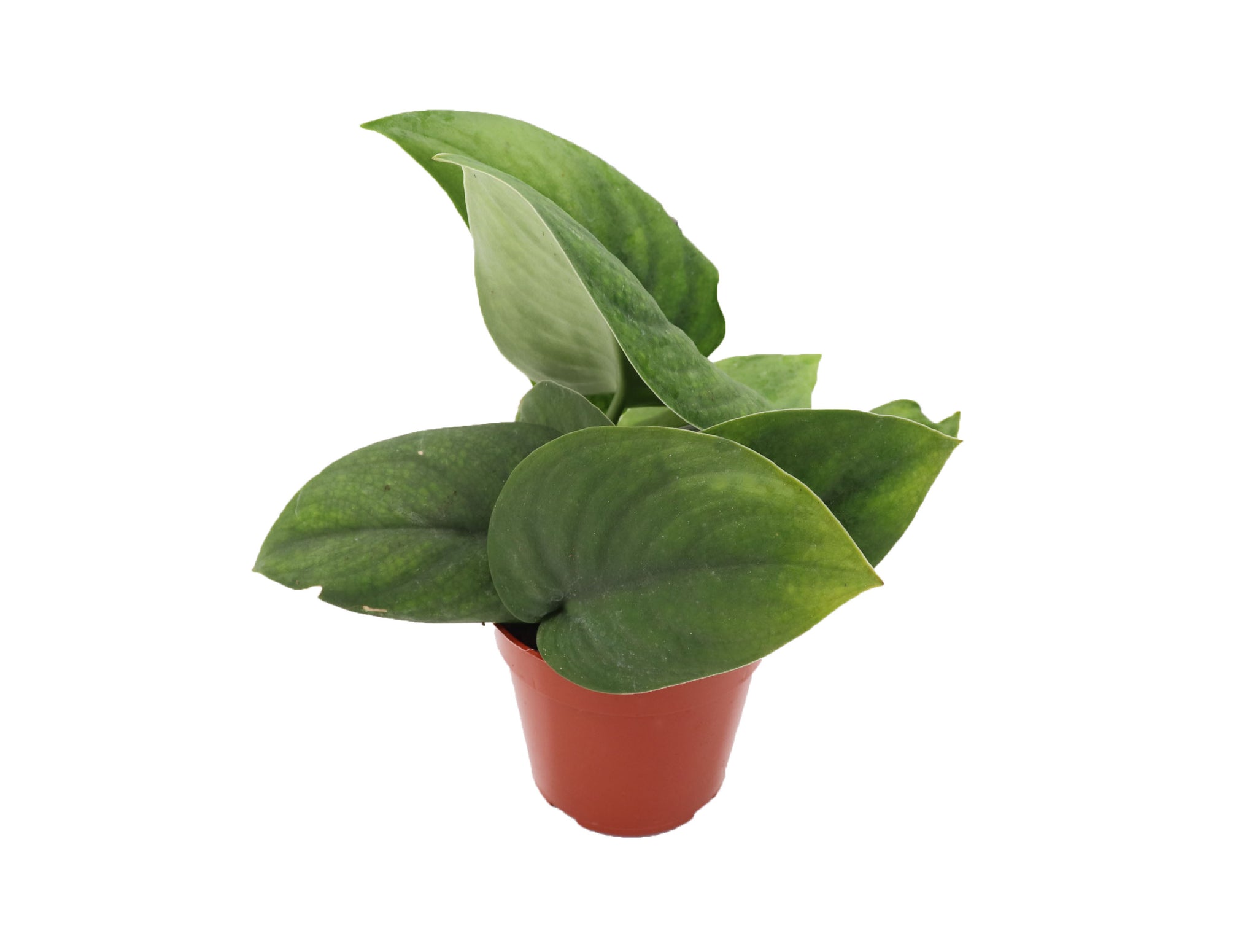 scindapsus jade satin pothos Scindapsus pictus 'Jade Satin'
