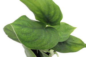 Scindapsus pictus 'Jade Satin'  - 4'' from California Tropicals