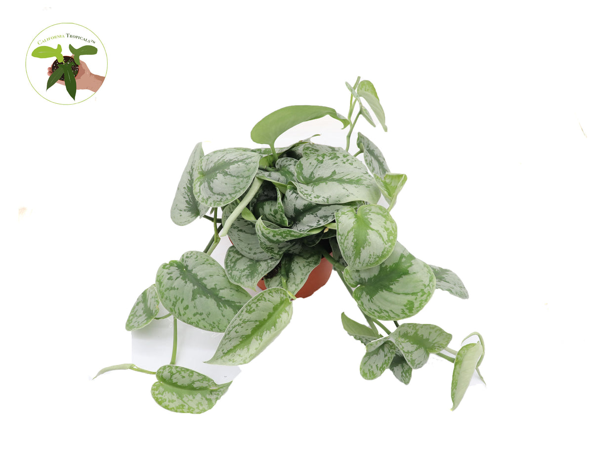 Trailing Scindapsus Pictus Exotica, 6 inch pot, ready for hanging