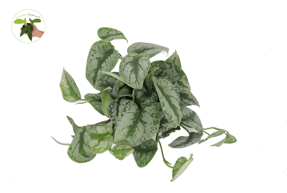 Potted Scindapsus Pictus Exotica, 6 inch, easy-care trailing pothos