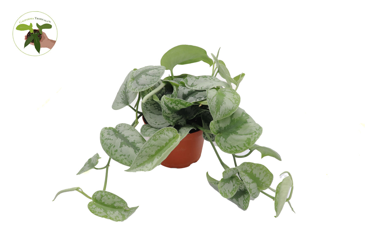 6 inch Scindapsus Pictus Exotica houseplant with glossy leaves