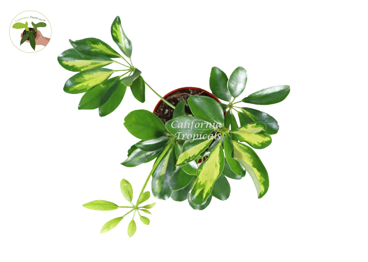 Schefflera Arboricola 'Gold Capella' live plant foliage detail