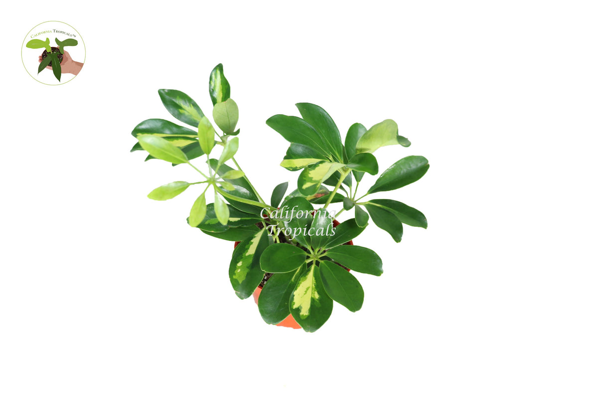 Schefflera Arboricola 'Gold Capella' live plant in a 4" grower's pot