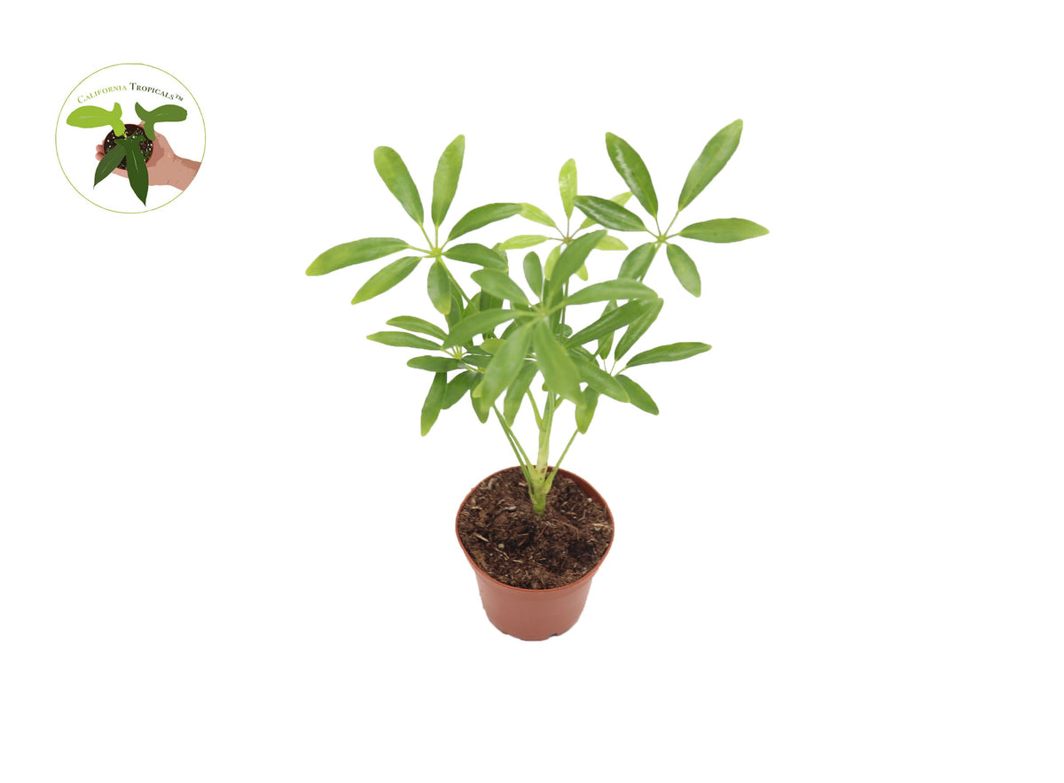 Schefflera Arboricola 'Umbrella Tree' in a 2.5" grower's pot