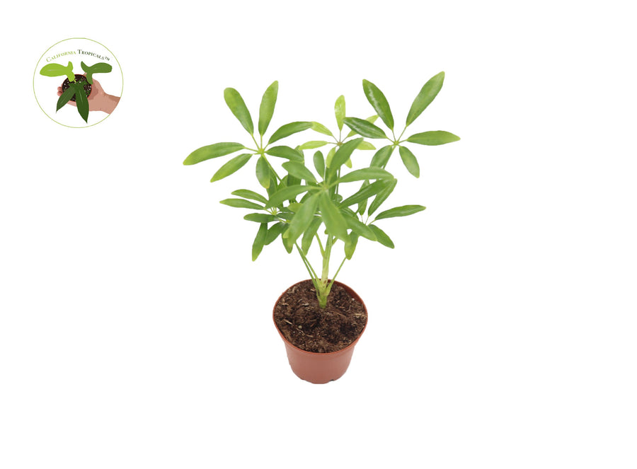Schefflera Arboricola 'Umbrella Tree' in a 2.5" grower's pot