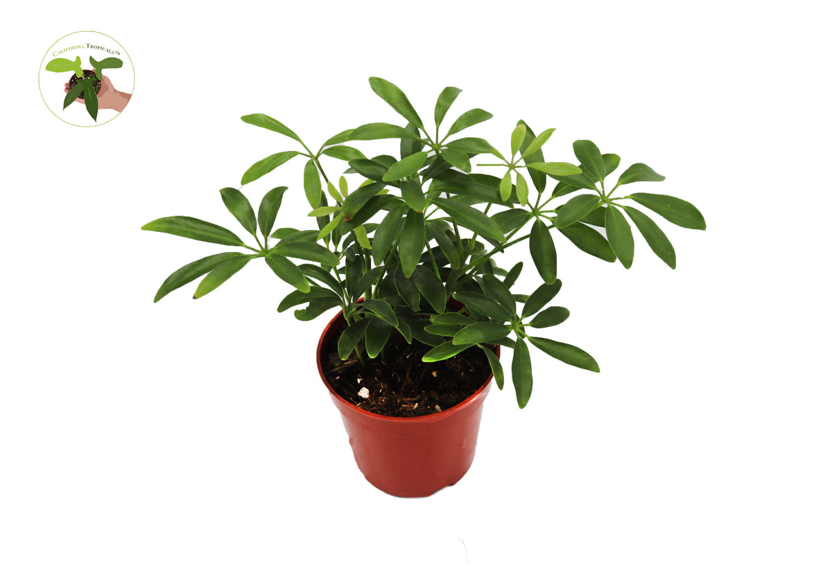 Schefflera Arboricola 'Umbrella Tree' in a 4" grower's pot
