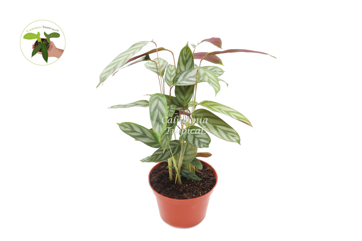 Calathea Setosa Grey Star live plant in a 6" grower's pot