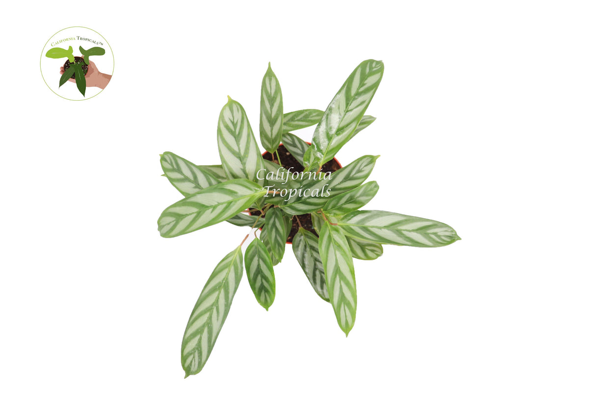 Calathea Setosa Grey Star live plant foliage detail